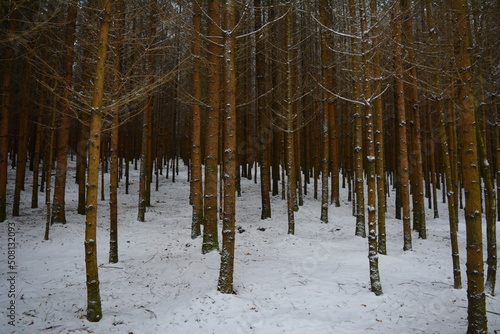 Snow covered forest with trees lie close together. Snowy liminal forest