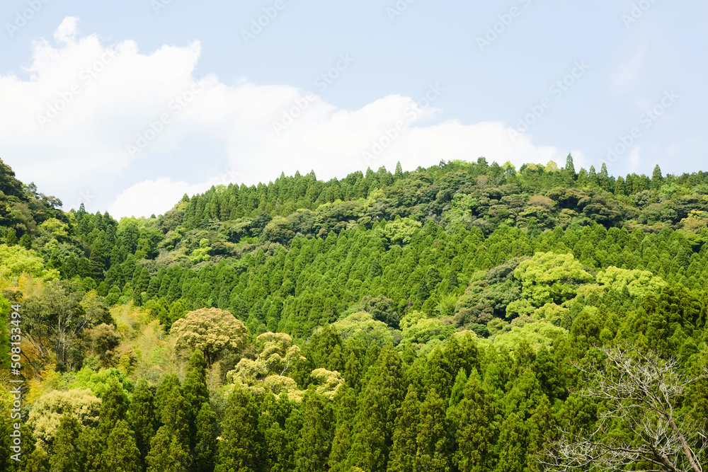 Fototapeta premium 春霞の空と山の若葉 