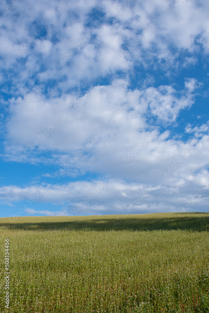 花が咲いたソバ畑と青空
