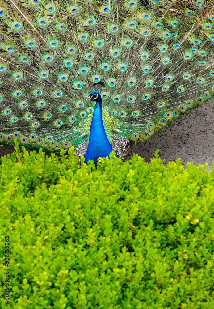 Obraz premium Peacock with Feathers