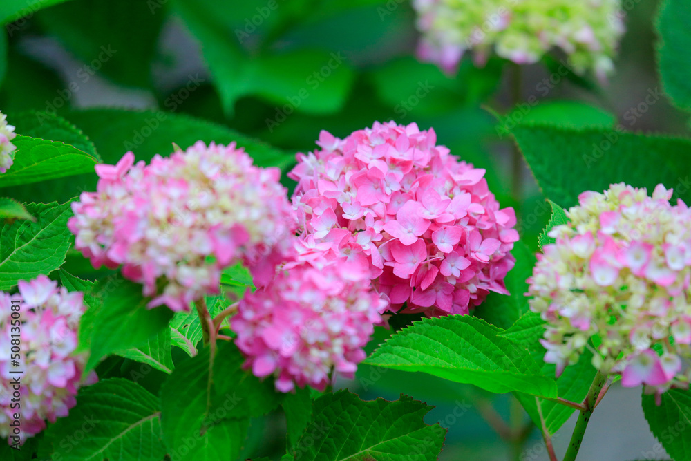 pink hydrangea flowers