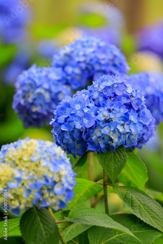 blue hydrangea flowers