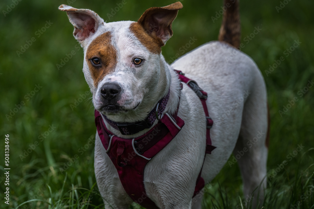 2022-05-31 A BROWN AND WHITE MIXED BREED DOG WITH A PATCH OVER ONE EYE STANDING IN A GREEN FIELD WEARING A PURPLE HARNESS AND COLLAR AT MARYMOOR OFF LEASH PARK IN REDMOND WASHINGTON
