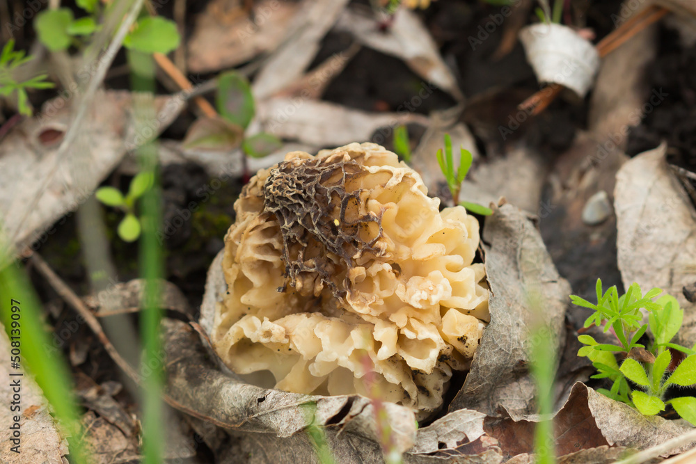 The common morel (lat. Morchella esculenta), of the family Morchellaceae. Central Russia. The common morel (lat. Morchella esculenta), of the family Morchellaceae. Central Russia.