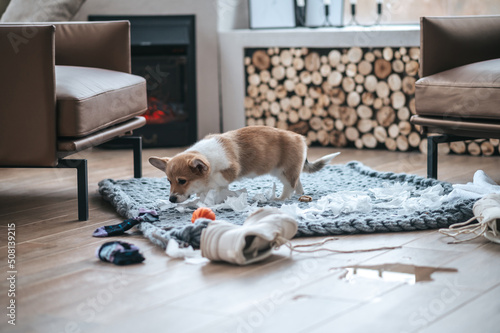 Little puppy making mess in the room