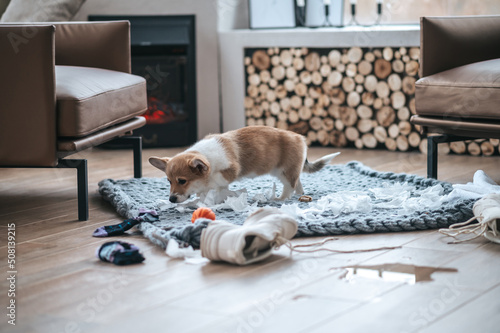 Little puppy making mess in the room photo