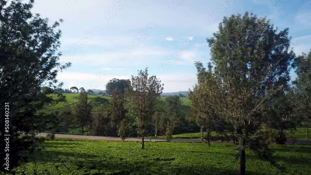 Drone raising above tea plantation flying to beautiful scenic valley in Fort Portal, Uganda Drone raising above tea plantation flying to beautiful scenic valley in Fort Portal, Uganda