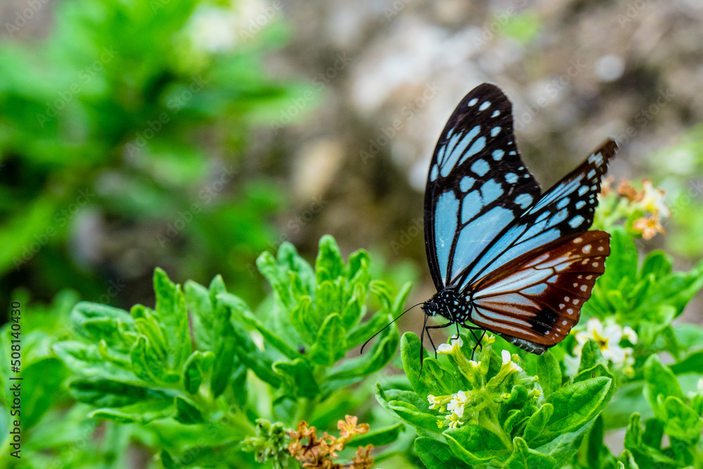 法寺寺のアサギマダラ