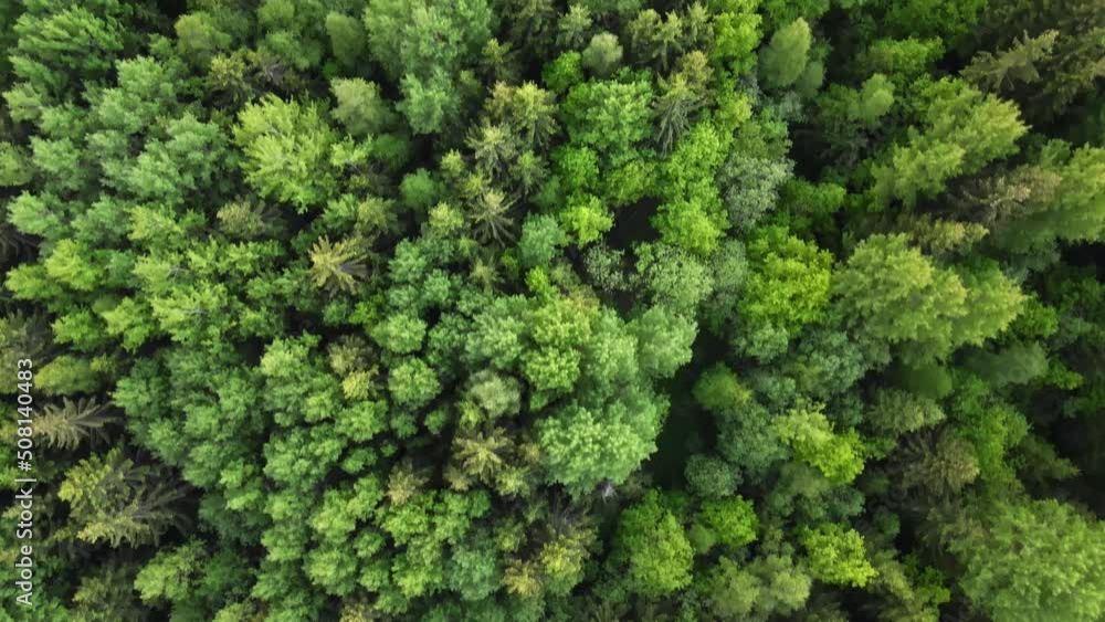 green blooming dense forest, light green forest, shooting from the top green blooming dense forest, light green forest, shooting from the top