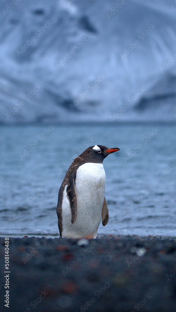 Naklejka premium Gentoo penguin (Pygoscelis papua) on the beach at Whaler's Bay, Deception Island, Antarctica