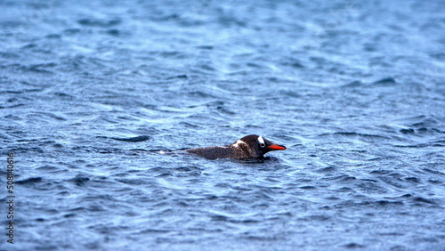 Gentoo penguin (Pygoscelis papua) swimming at Whaler's Bay, Deception Island, Antarctica