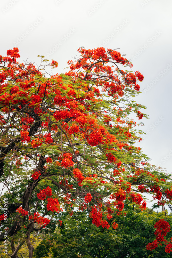 red autumn leaves flowers florida red autumn leaves flowers florida