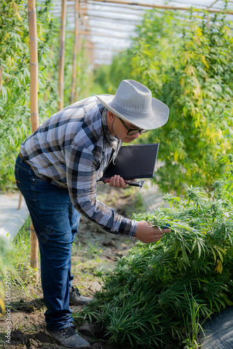 Professional researchers working in a hemp field in a hemp field checking plants and flowers, alternative herbal medicine, Cannabis research concepts. © EKKAPON