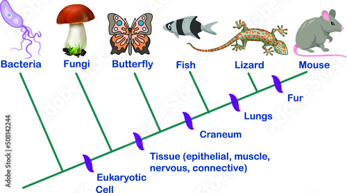 Science and EvolutionCladogram