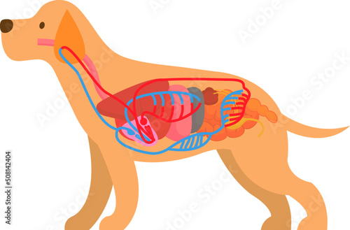 dog circulatory system