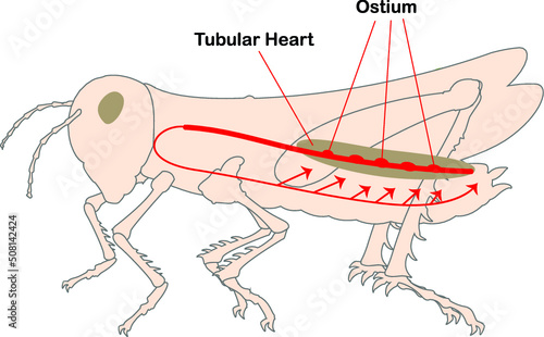 Grasshopper Circulatory System