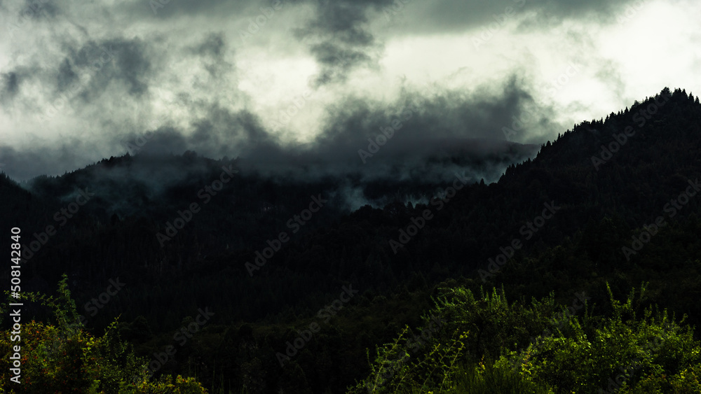 Thick forest with mist evaporating through the trees