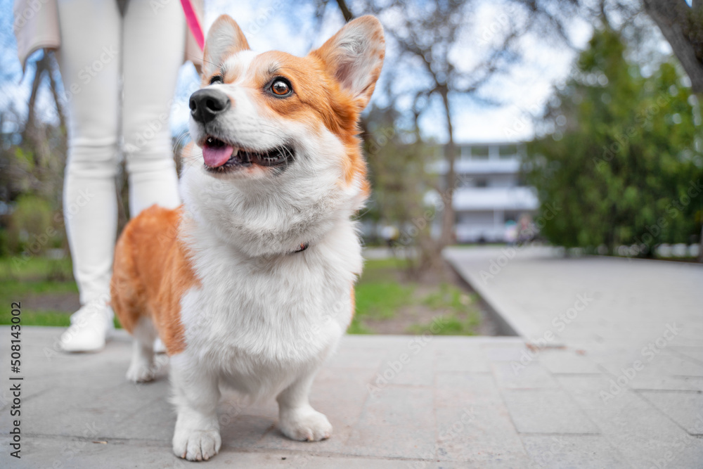 Person walks with a pet on a funny pink leash. Cute Welsh corgi Pembroke or cardigan dog obediently stands next to the owner and looks up, low-angle front view