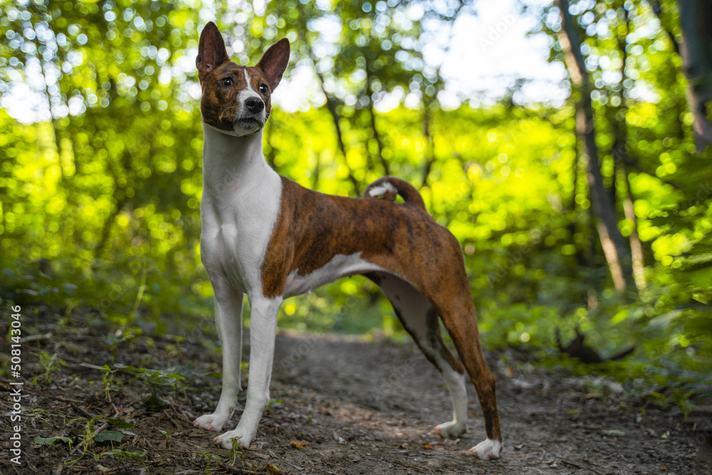 Portrait of a red dog basenji standing between the trees in a summer forest on the Sunset. Puppy Basenji Kongo Terrier Dog..