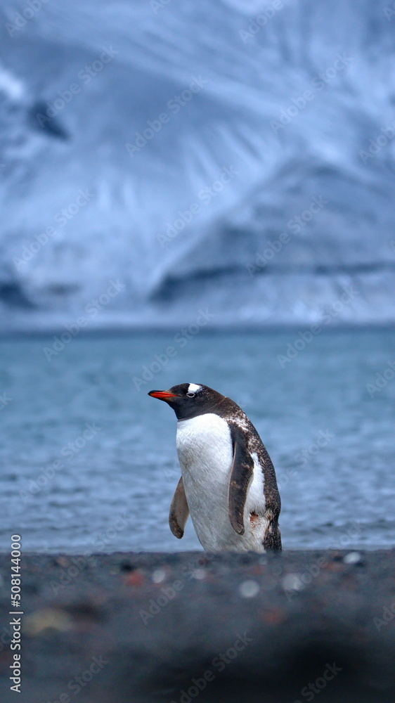 Obraz premium Gentoo penguin (Pygoscelis papua) on the beach at Whaler's Bay, Deception Island, Antarctica