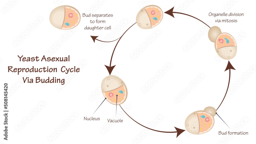 Obraz premium Asexual Yeast Reproduction Via Budding