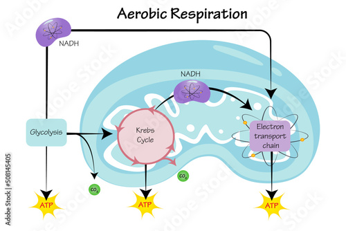 Aerobic Respiration Vector Illustration