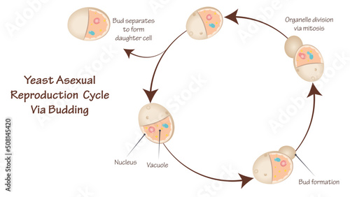 Asexual Yeast Reproduction Via Budding