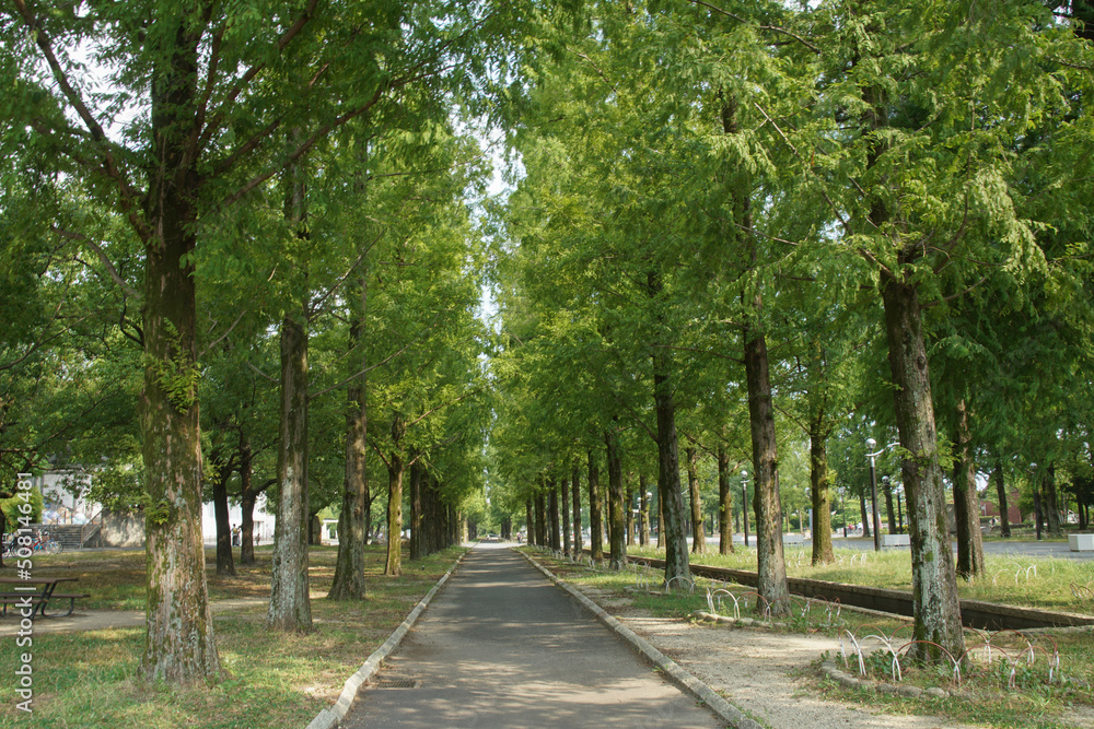 大阪鶴見緑地のメタセコイア並木