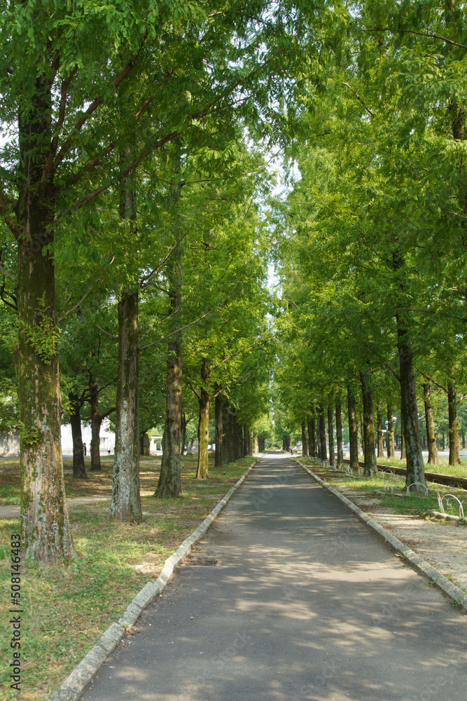 大阪鶴見緑地のメタセコイア並木