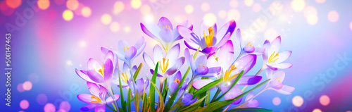 Blooming purple crocus flowers in a soft focus on a sunny spring day