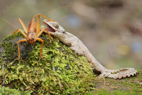 A Kuhl's flying gecko is ready to prey on a cricket. This reptile has the scientific name Ptychozoon kuhli.  photo