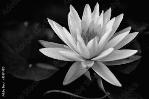 white water lily