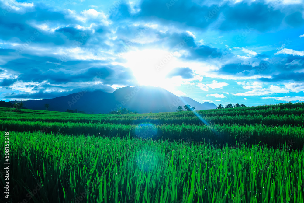 landscape photo with views of rice fields, mountains and blue sky