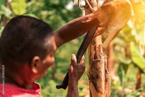Latin farmer cutting a banana stump with a machete on a farm in Masaya Nicaragua