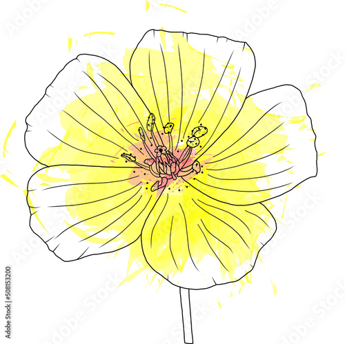 Black line flowers of Tribulus terrestris plant with color spread on white background.