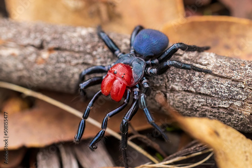 Fotografija A male Red-headed Mouse Spider (Missulena occatoria) has a bright red head and jaws and blue black abdomen
