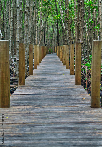 walkway to explore the mangrove forest
