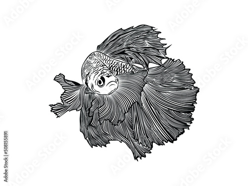 Siamese Fighting Fish Icon Vector illustration. Betta Splendens fish Hand Drawing. emblem isolated on White Background, Flat style for Graphic and Silhouette, logo.
