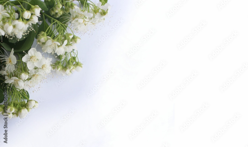 White apple blossoms isolated on a white background. Background for a greeting card. White apple blossoms isolated on a white background. Background for a greeting card.