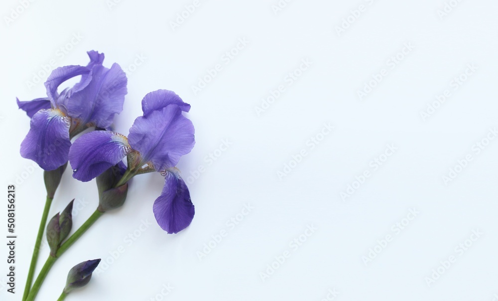 Purple irises isolated on a white background. Background for a greeting card. Purple irises isolated on a white background. Background for a greeting card.