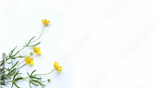 Fototapeta Naklejka Na Ścianę i Meble -  Yellow buttercup flowers isolated on a white background. Background for a greeting card.
