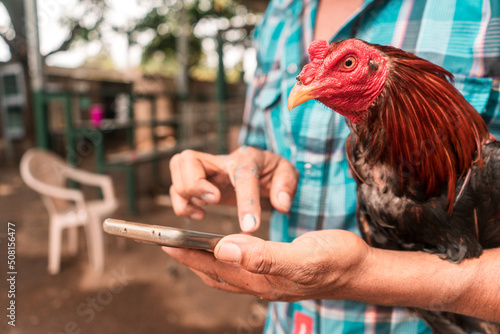 Fotografie, Obraz Fighting rooster breeder holding an animal on his arm as he checks his cell phon