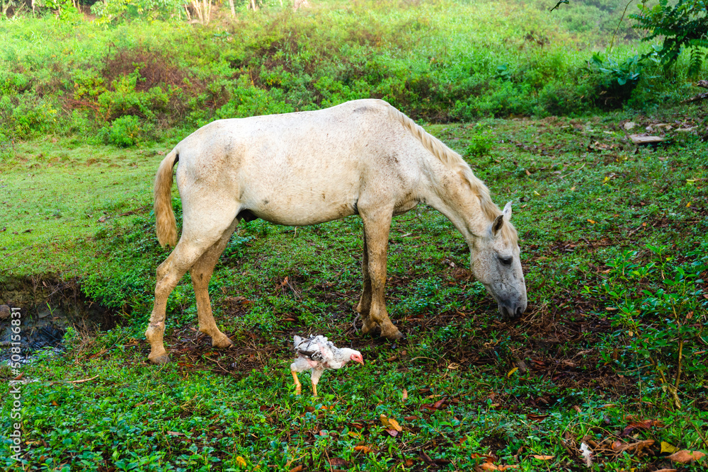 Fototapeta premium Horse and chicken eating on the farm