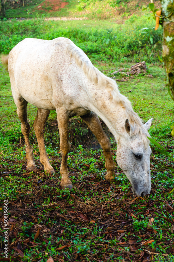 Obraz premium White horse eating in the paddock