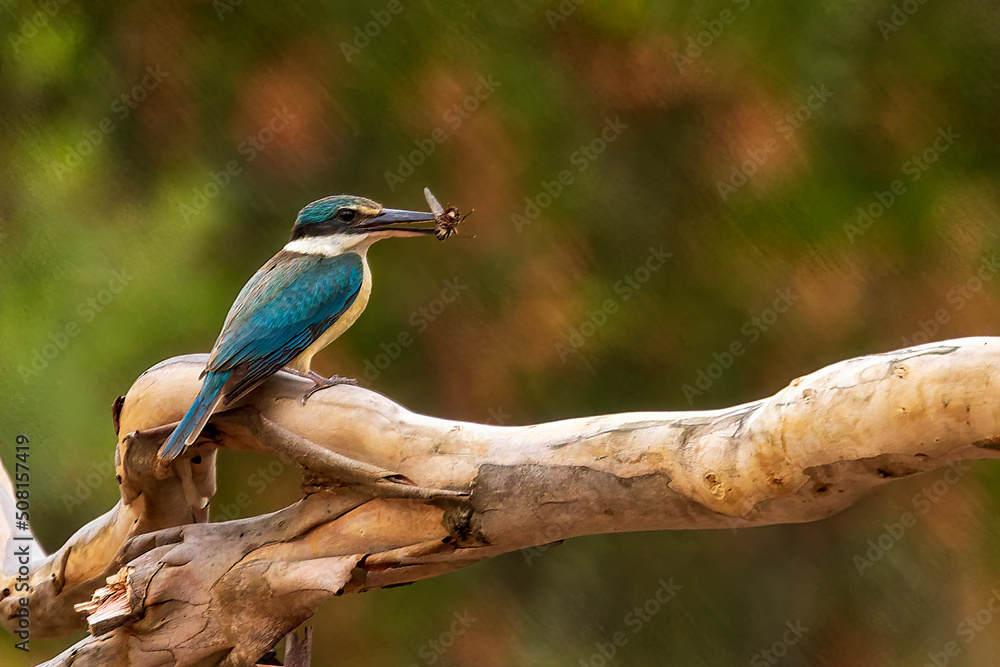 The Sacred Kingfisher (Todiramphus sanctus) is a medium sized kingfisher with a turquoise back, turquoise blue rump and tail, buff-white underparts and a broad cream collar. The Sacred Kingfisher (Todiramphus sanctus) is a medium sized kingfisher with a turquoise back, turquoise blue rump and tail, buff-white underparts and a broad cream collar.