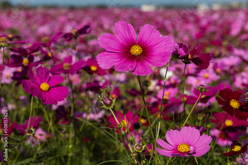 Vivid pink cosmos flower in closeup and blurred background.