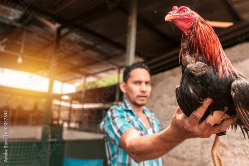 Stampa su tela Latino man from Nicaragua holding a fighting cock in his hand in a fighting aren
