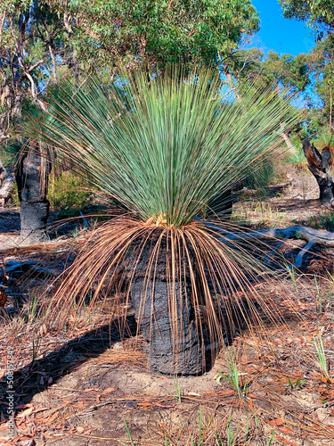 The trunk of the Austral Grass Tree (Xanthorrhoea australis) can grow up to several metres tall and is often branched. The trunk is blackened after fire. photo