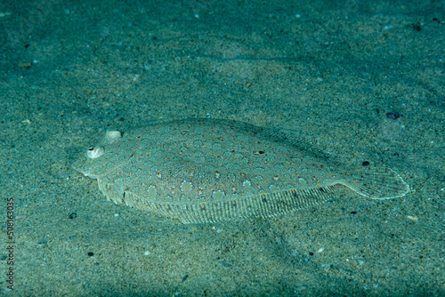 Sogliola comune, Solea solea, mimetizzata sulla sabbia