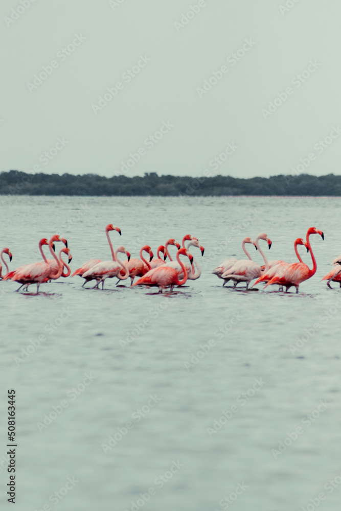 beautiful flock of flamingos in the lake
